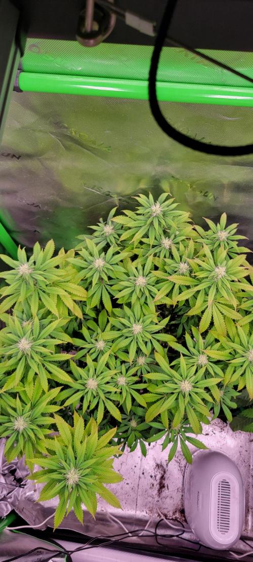 Purple Lemonade FF. Week 9