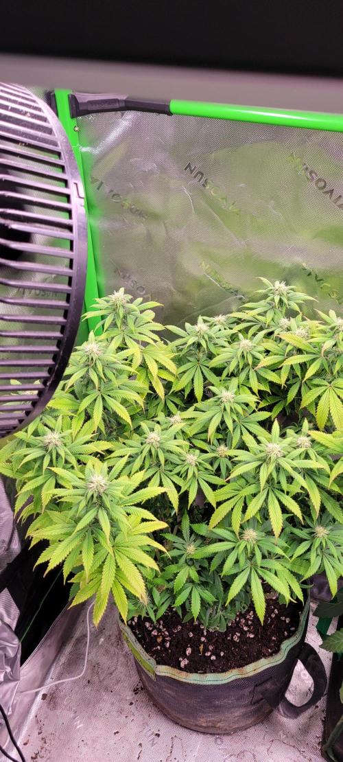 Chem Funk. Week 15
