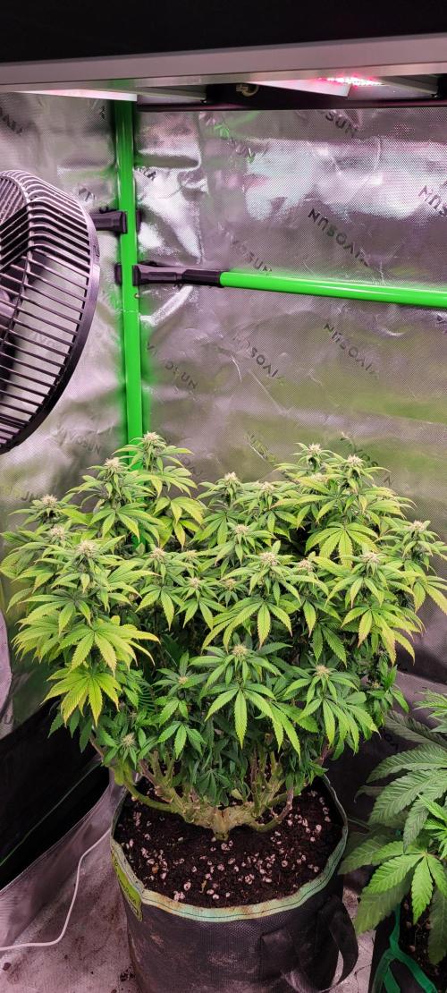 Chem Funk. Week 15