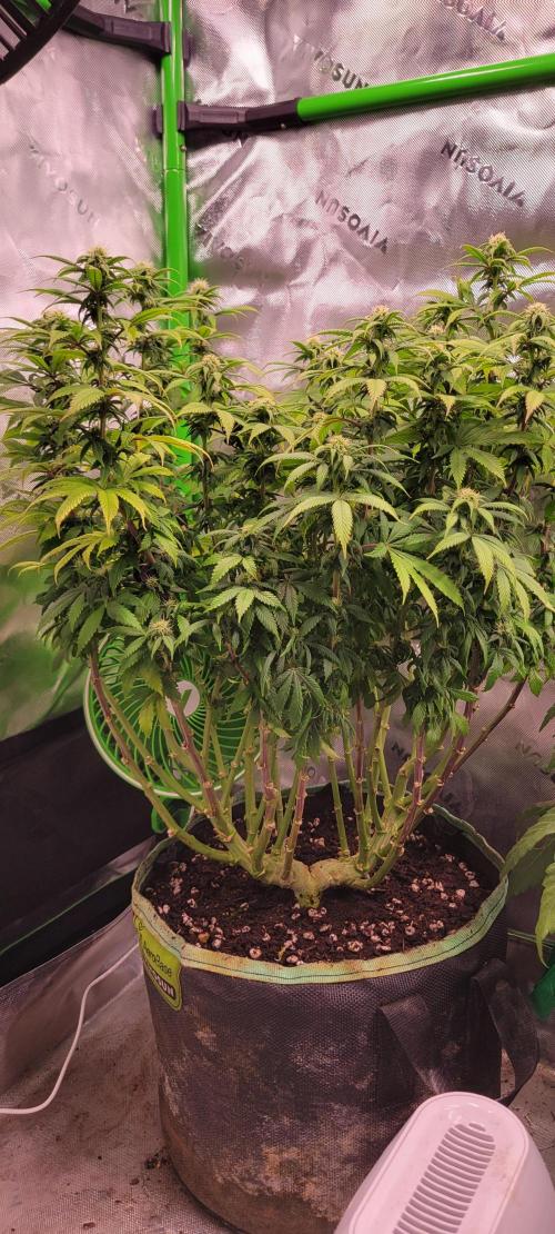 Chem Funk. Week 15