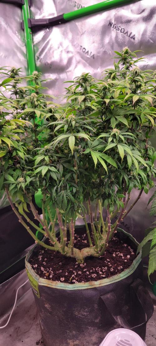 Chem Funk. Week 15