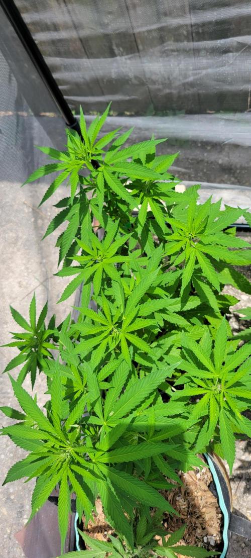 Spit Shot. Week 7