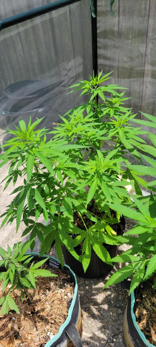 Spit Shot. Week 7