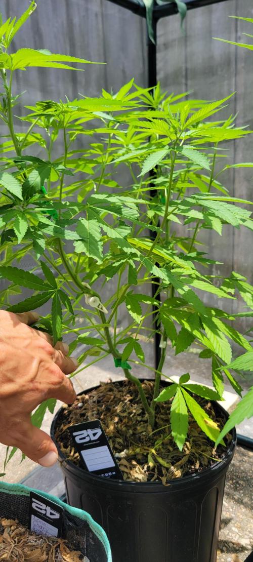 Spit Shot. Week 7