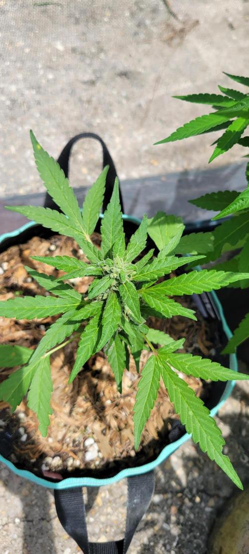Lemon Cherry Sundae. Week 7