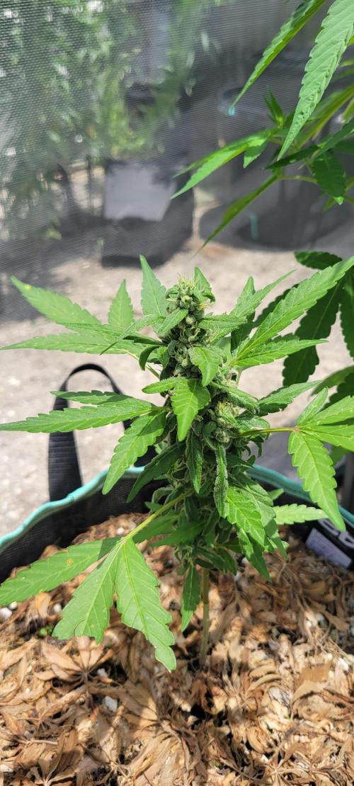 Lemon Cherry Sundae. Week 7