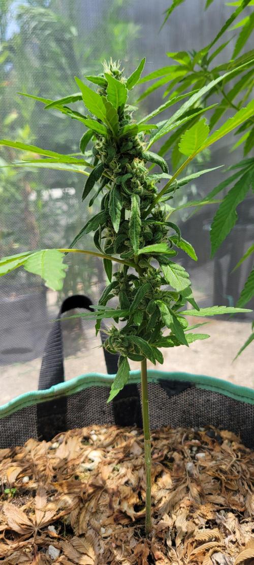 Lemon Cherry Sundae. Week 7