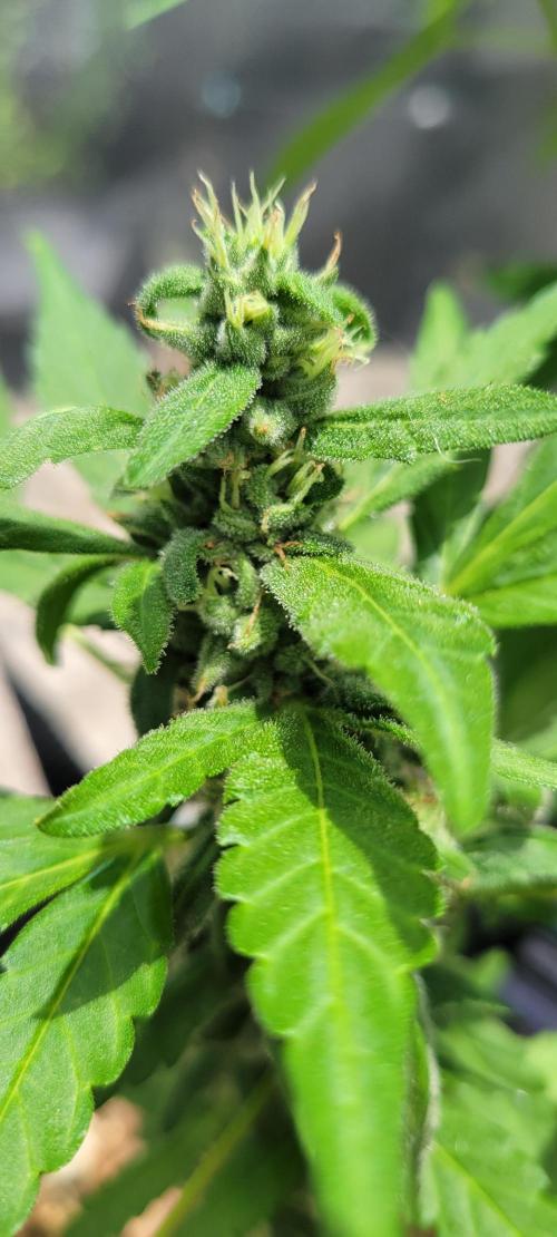 Lemon Cherry Sundae. Week 7