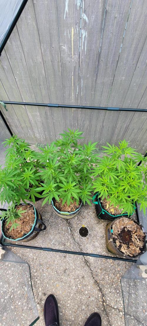 Lemon Cherry Sundae Auto. Week 7