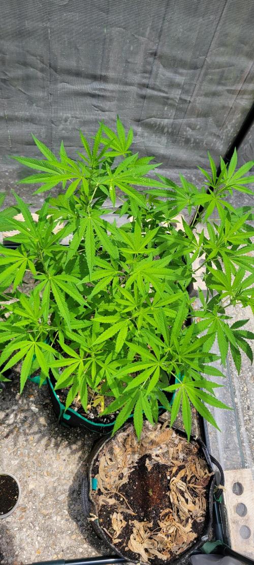 Z42 FB. Week 10