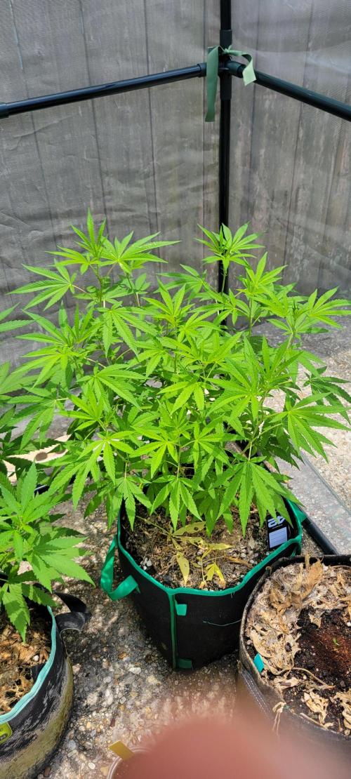 Z42 FB. Week 10