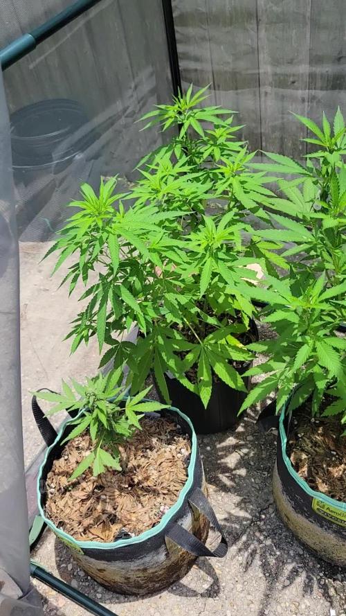 Chem Funk Clone