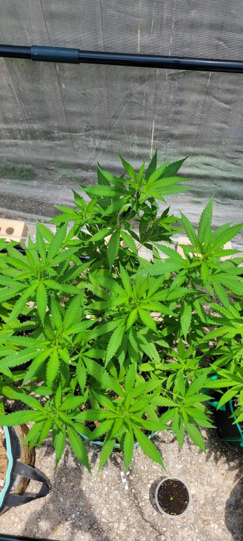 Chem Funk Clone. Week 7