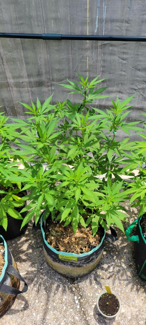 Chem Funk Clone. Week 7
