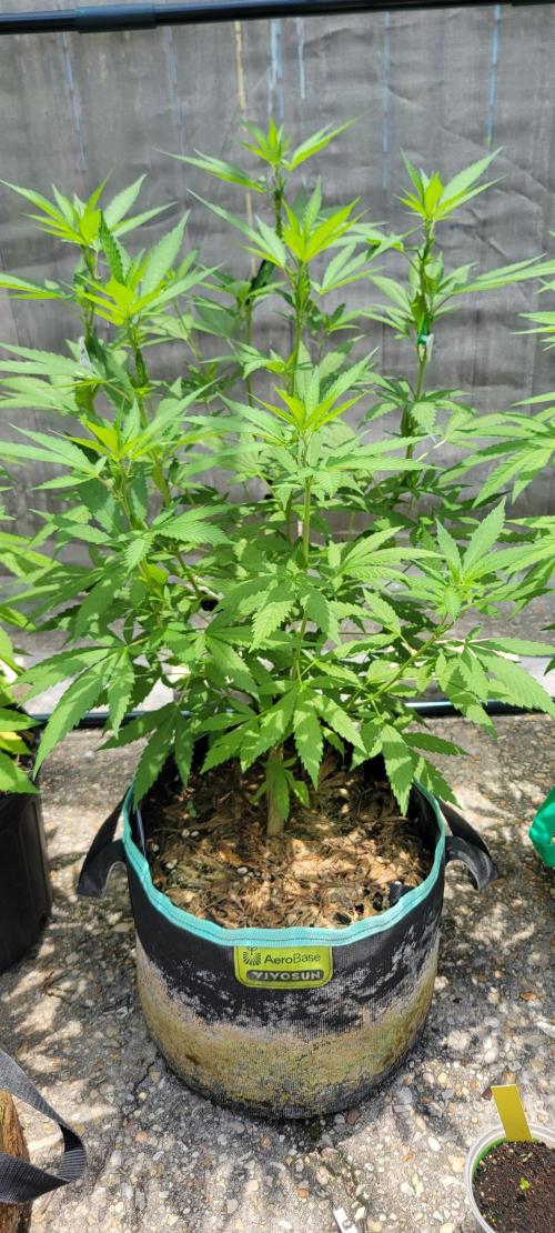 Chem Funk Clone. Week 7