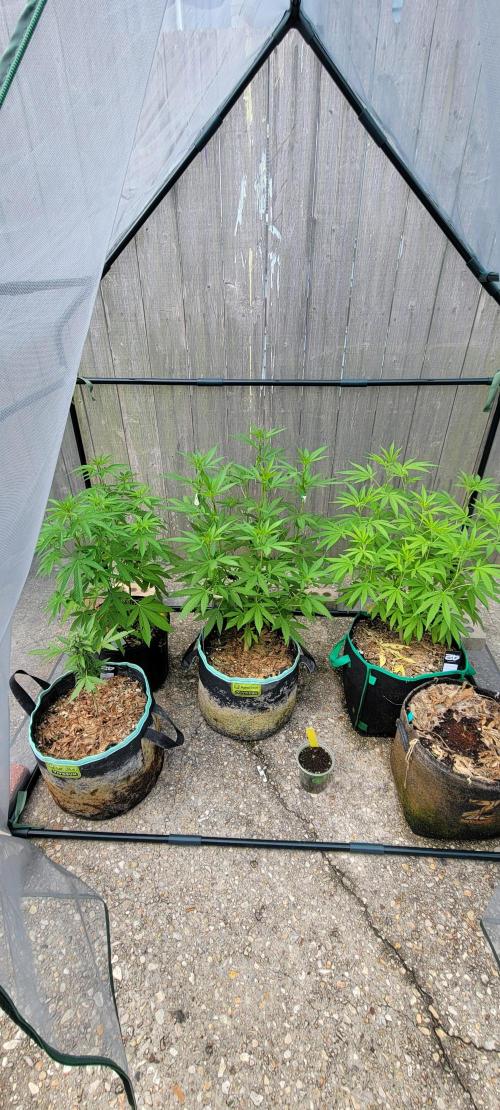 Chem Funk Clone. Week 7