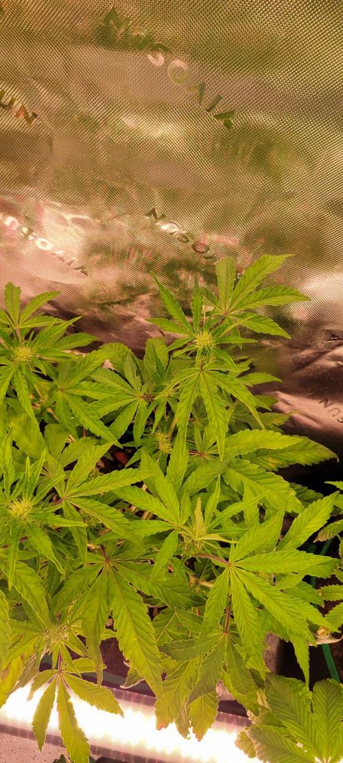 Gary Sherbet. Week 7