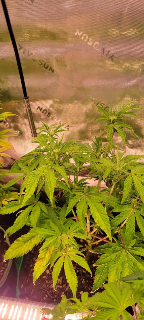 Gary Sherbet. Week 7