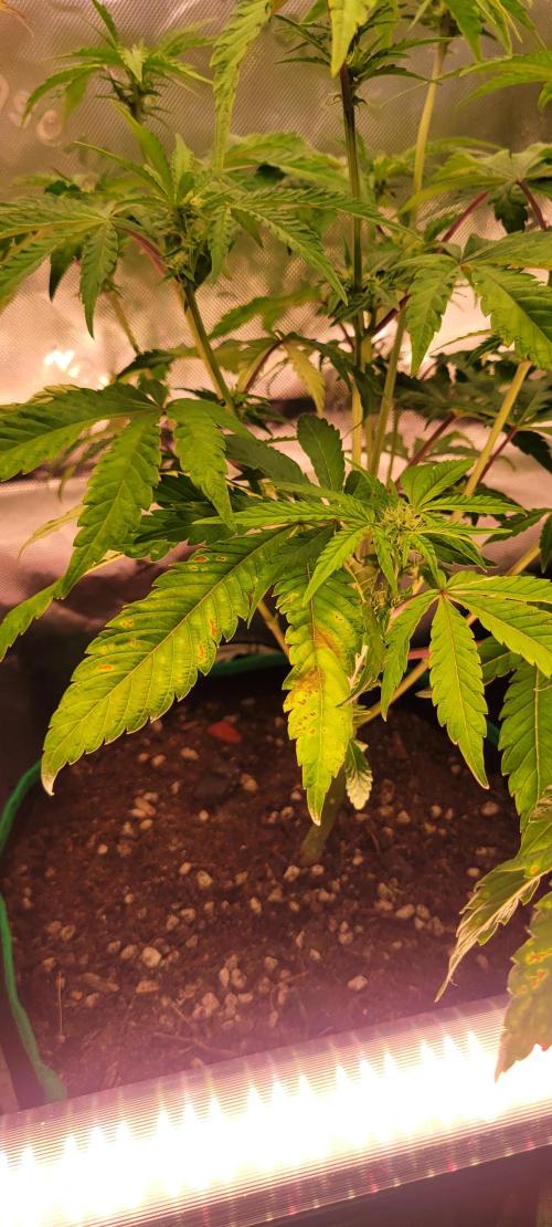 Gary Sherbet. Week 7