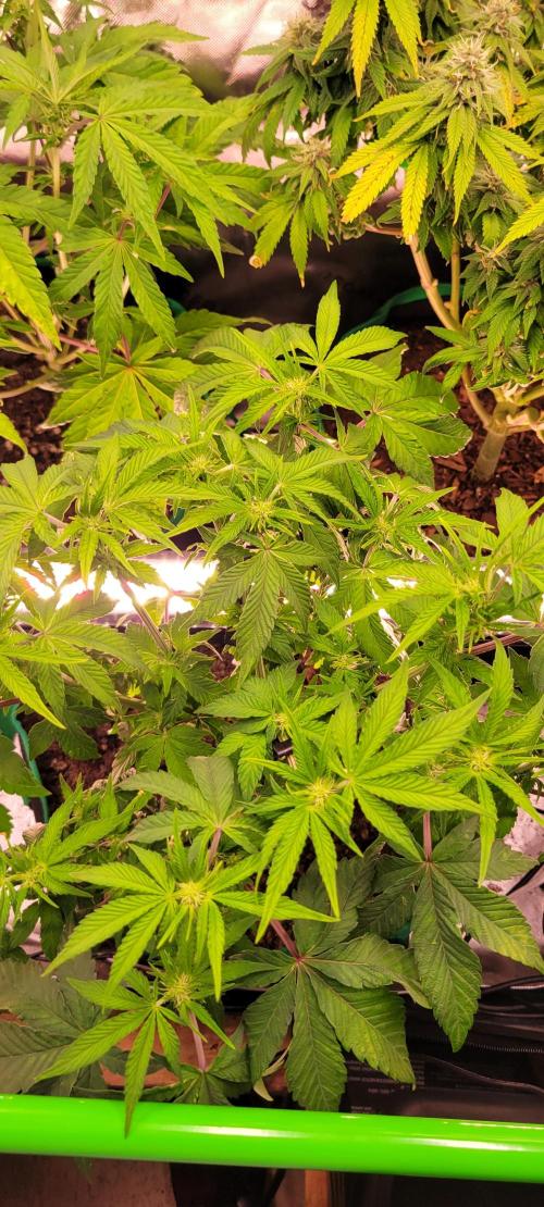 Z42 #2. Week 7