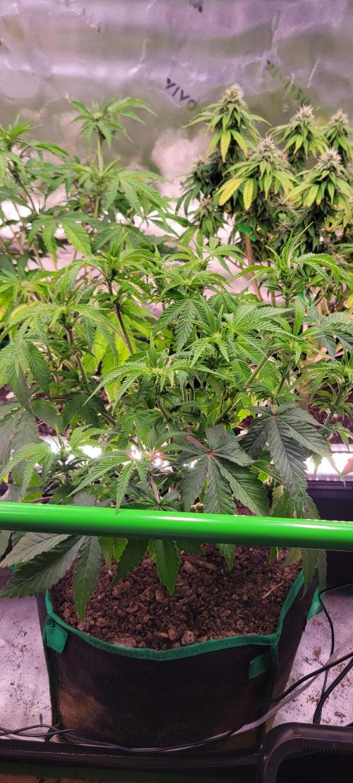 Z42 #2. Week 7