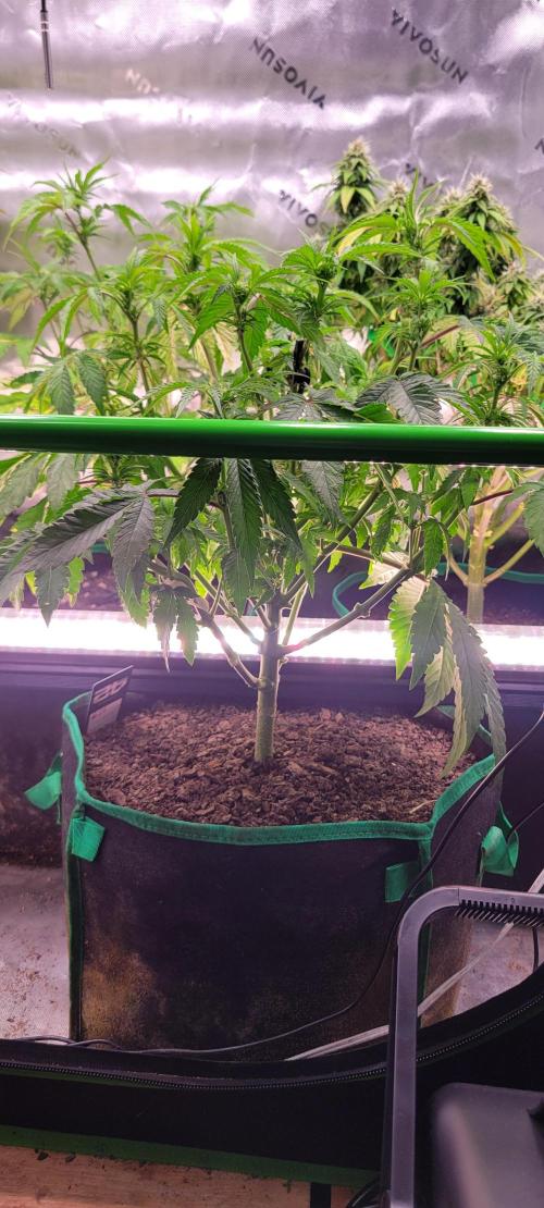 Z42 #2. Week 7