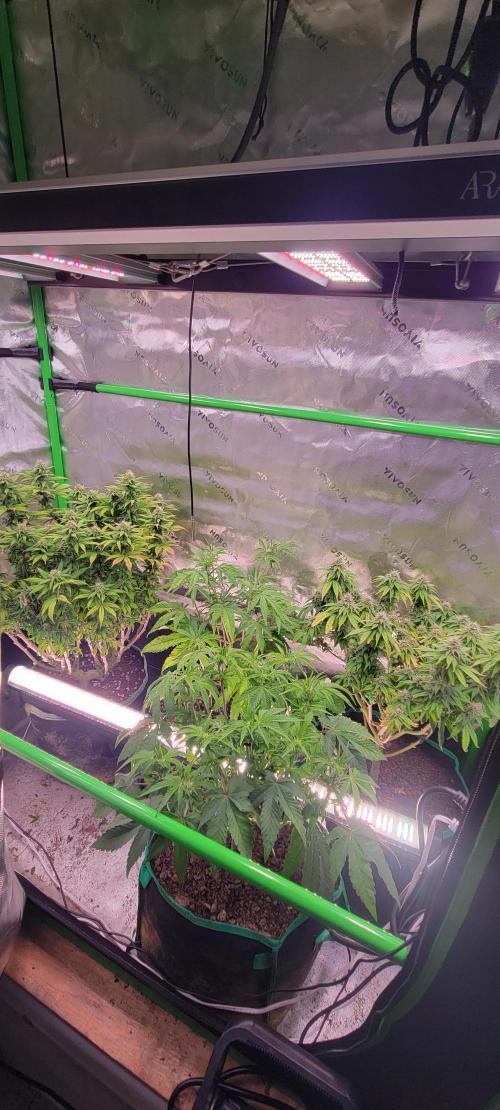 Z42. Week 7