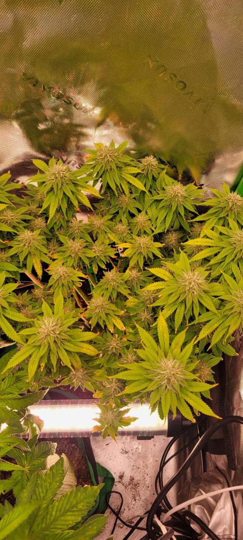 Purple Lemonade FF. Week 10