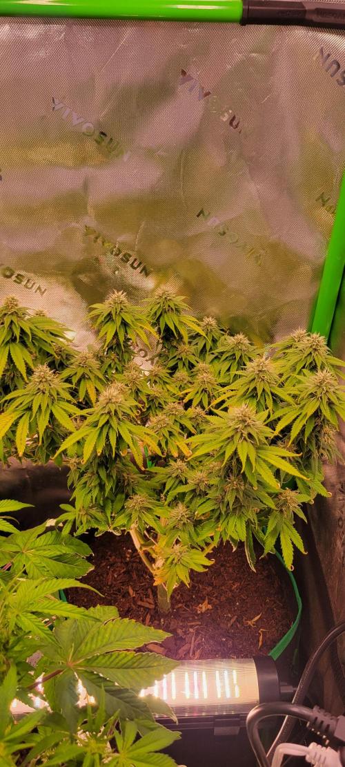 Purple Lemonade FF. Week 10
