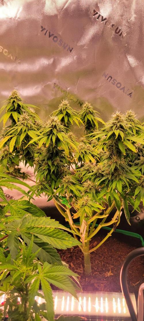 Purple Lemonade FF. Week 10
