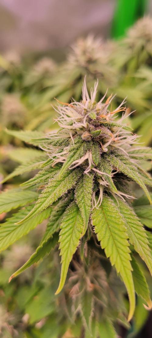 Purple Lemonade FF. Week 10