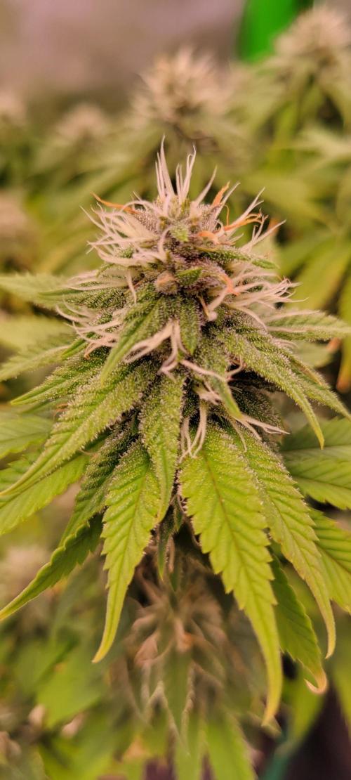 Purple Lemonade FF. Week 10