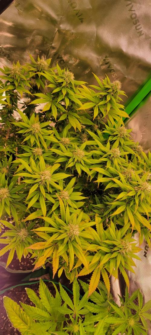 Chem Funk. Week 16
