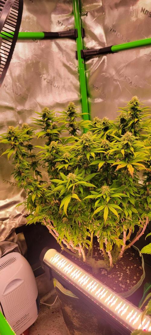 Chem Funk. Week 16