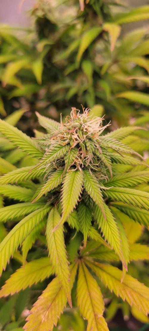 Chem Funk. Week 16