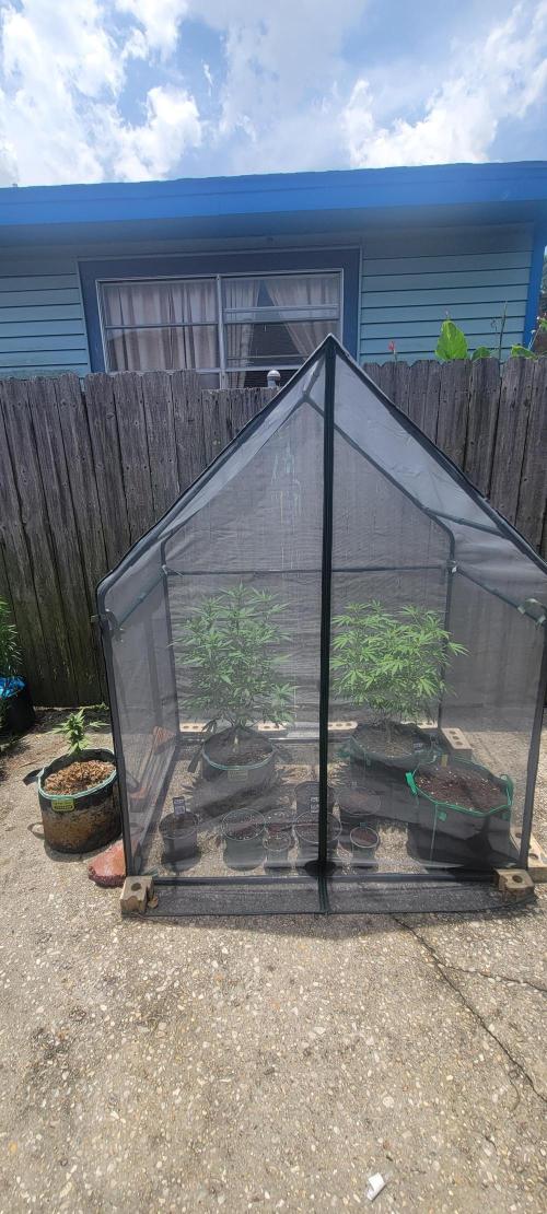 Lemon Cherry Sundae. Week 8