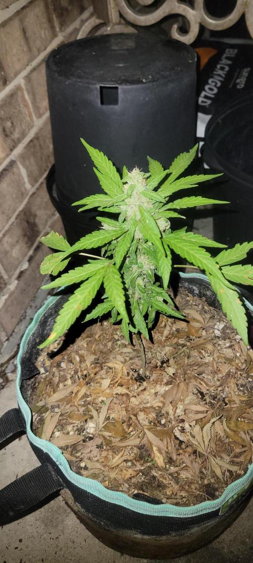Lemon Cherry Sundae. Week 8