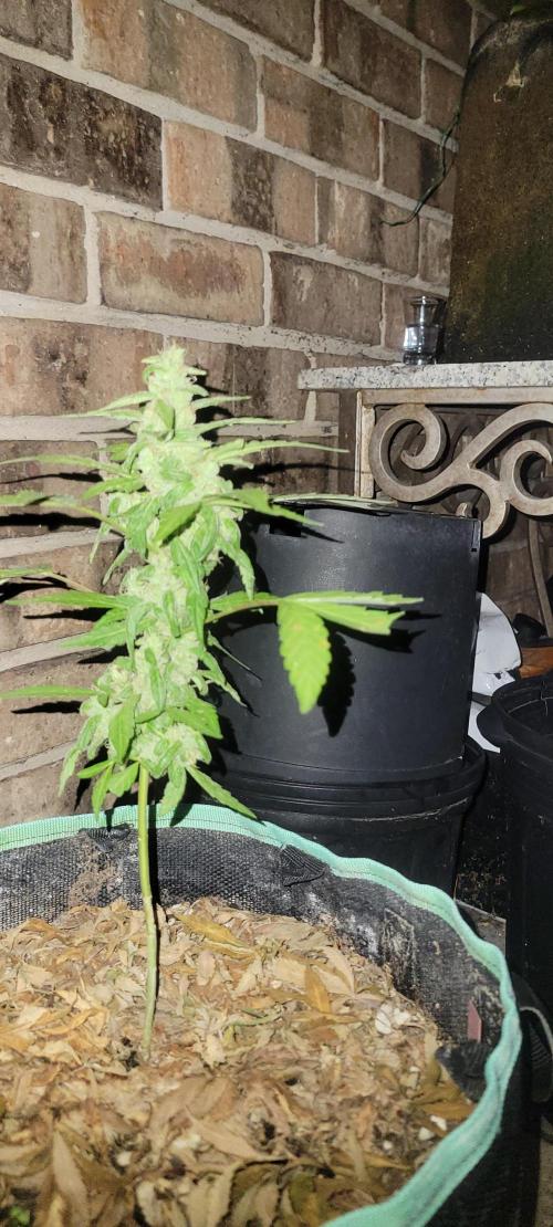 Lemon Cherry Sundae. Week 8