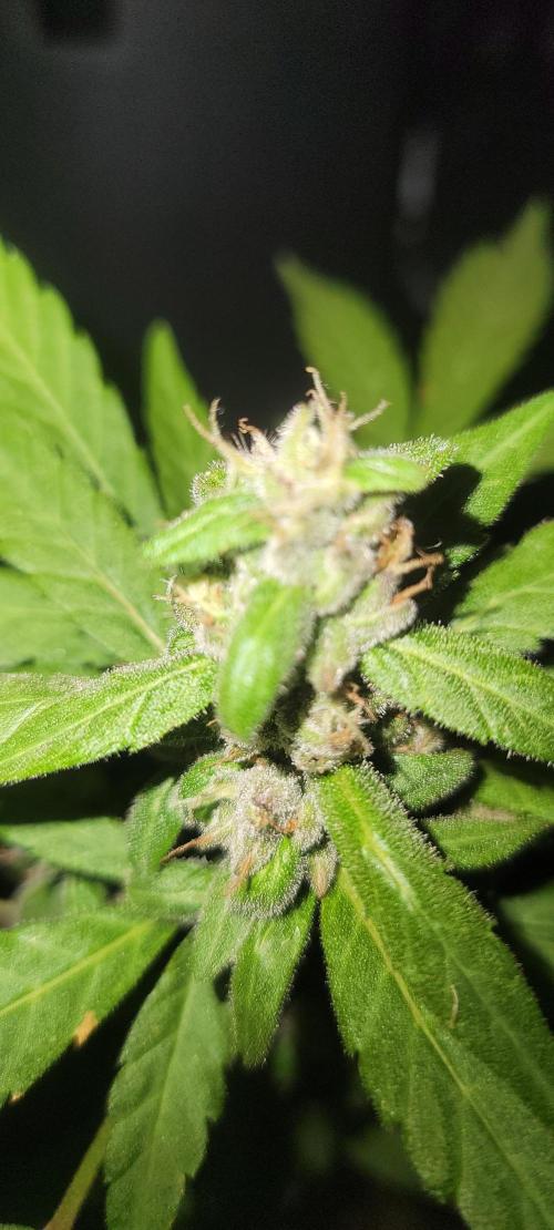 Lemon Cherry Sundae. Week 8