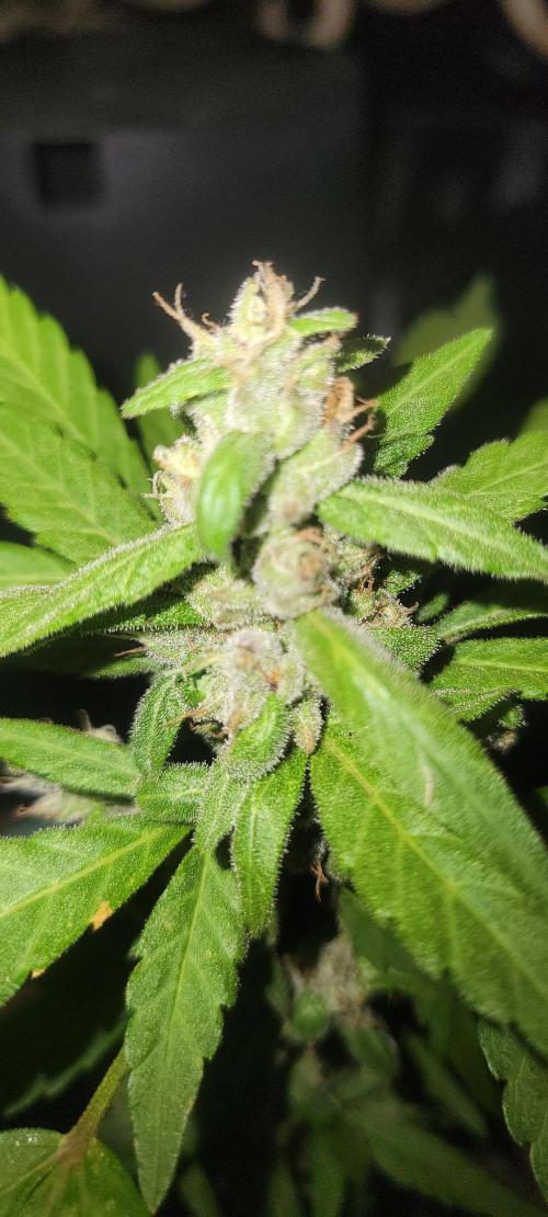 Lemon Cherry Sundae Auto. Week 8