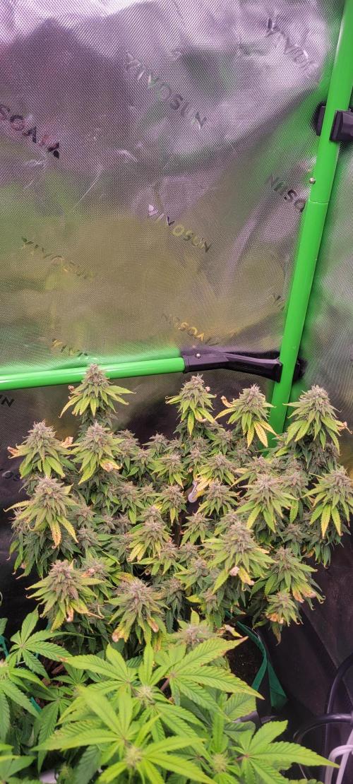 Purple Lemonade FF. Week 11