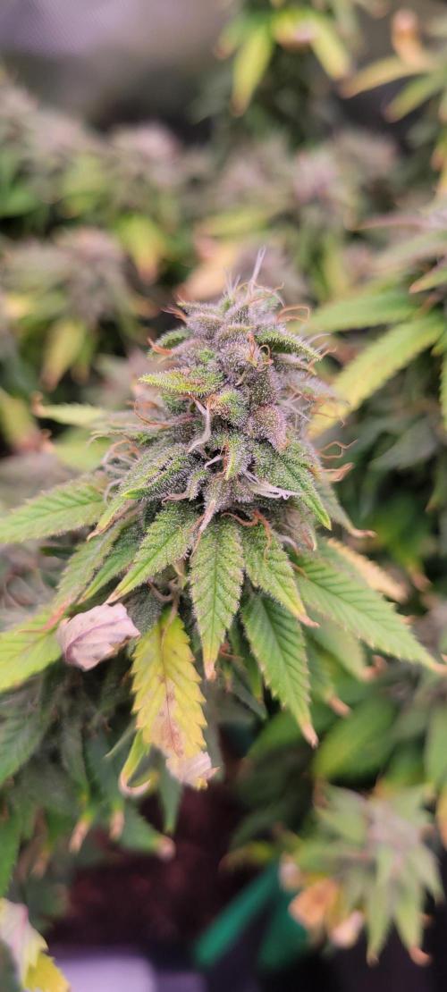 Purple Lemonade FF. Week 11