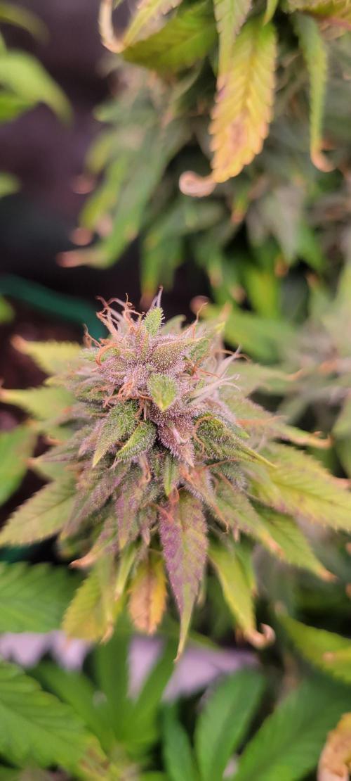Purple Lemonade FF. Week 11