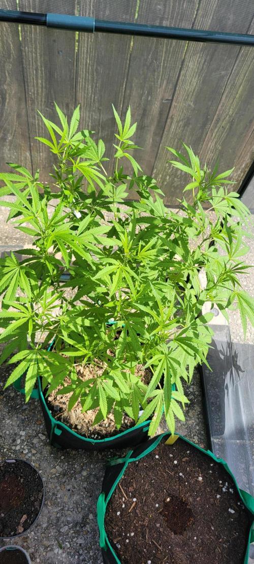 Z42 FB. Week 11
