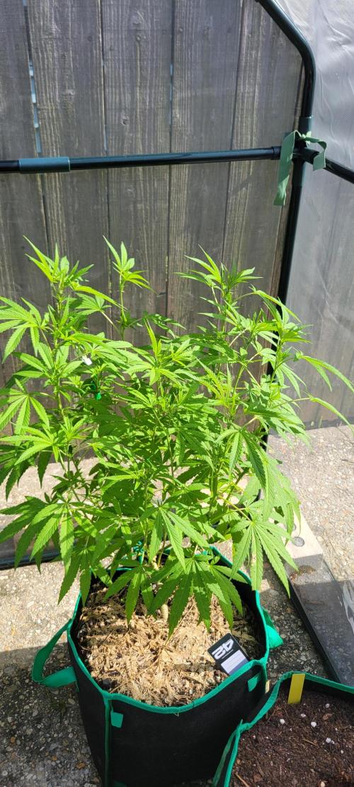 Z42 FB. Week 11