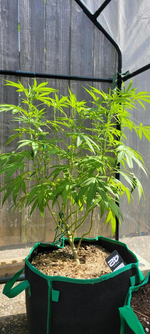 Z42 FB. Week 11