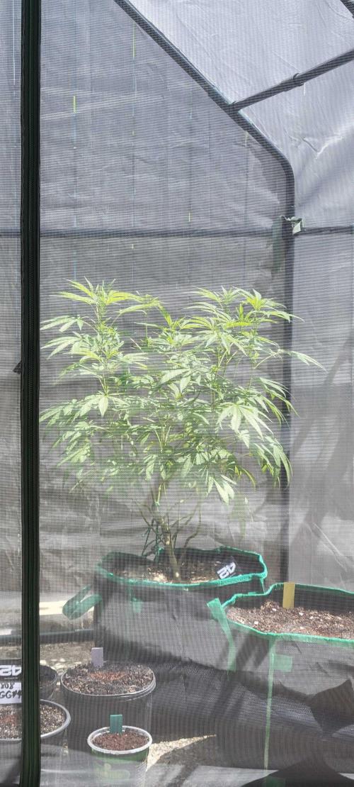 Z42 FB. Week 11