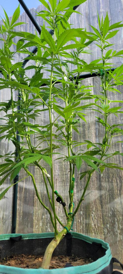 Chem Funk Clone. Week 8