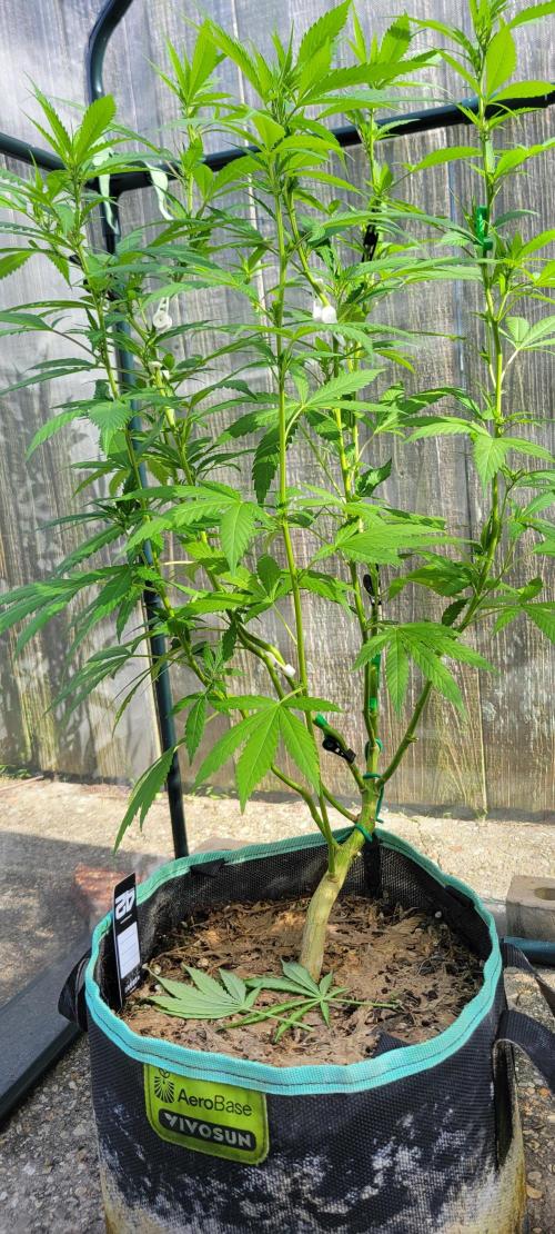 Chem Funk Clone. Week 8