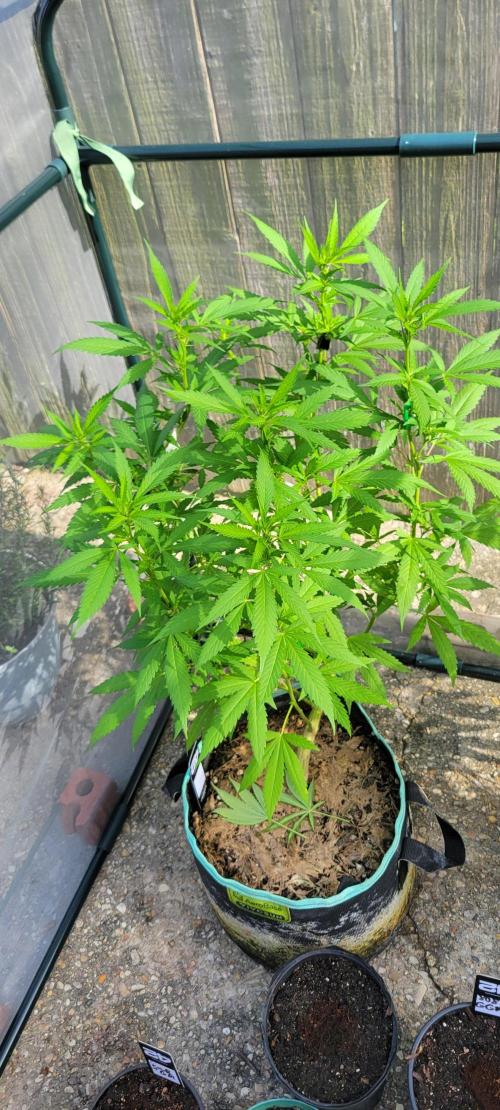 Chem Funk Clone. Week 8